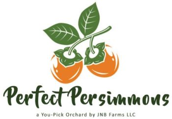 Perfect Persimmons